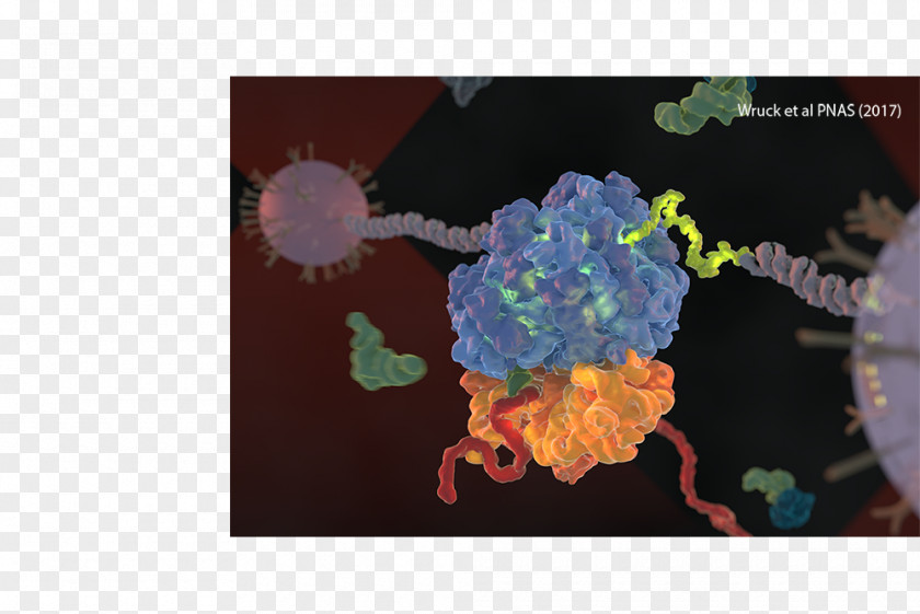 Molecular Mechanics Organism PNG