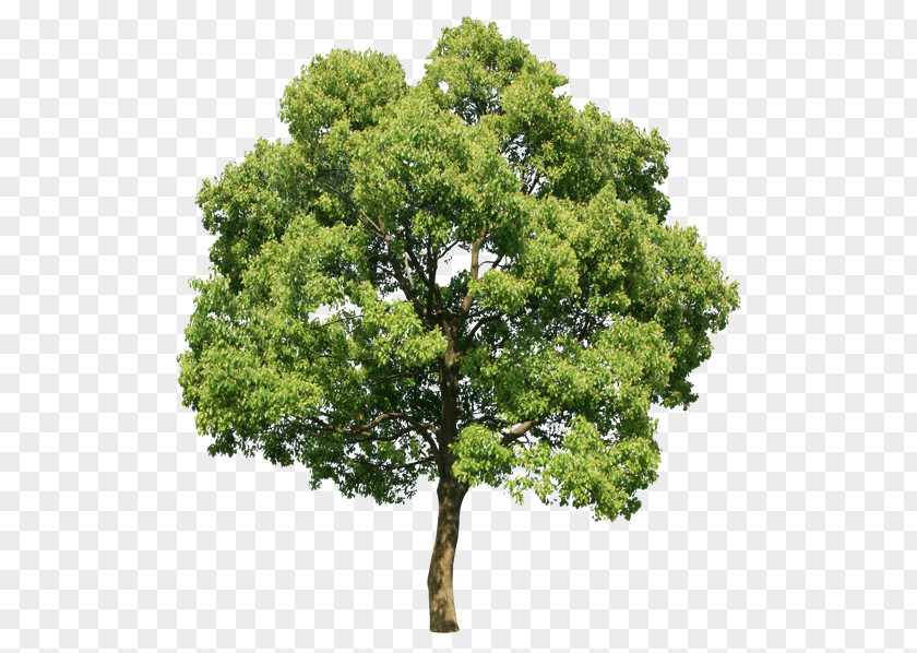 Tree Stock Photography Clip Art PNG