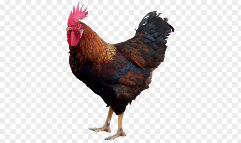 Cock PNG clipart PNG