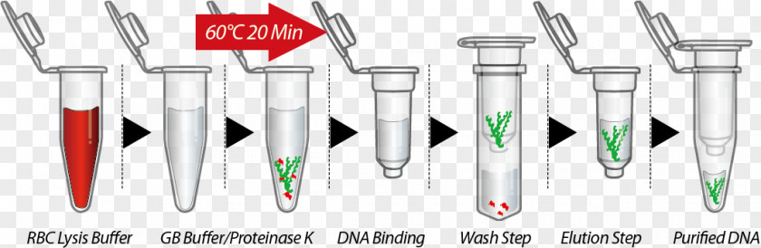 Dental Extraction DNA Cell Plasmid PNG