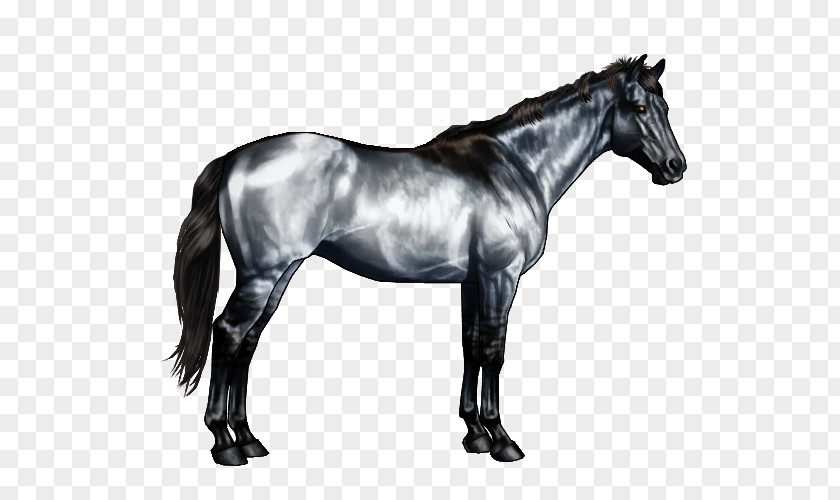 Pale Horses American Paint Horse Quarter Roan Markings Black PNG