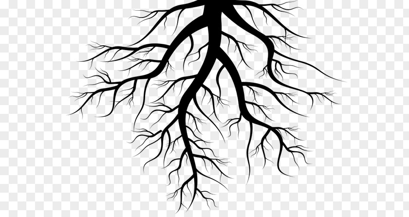 Tree Root Clip Art PNG