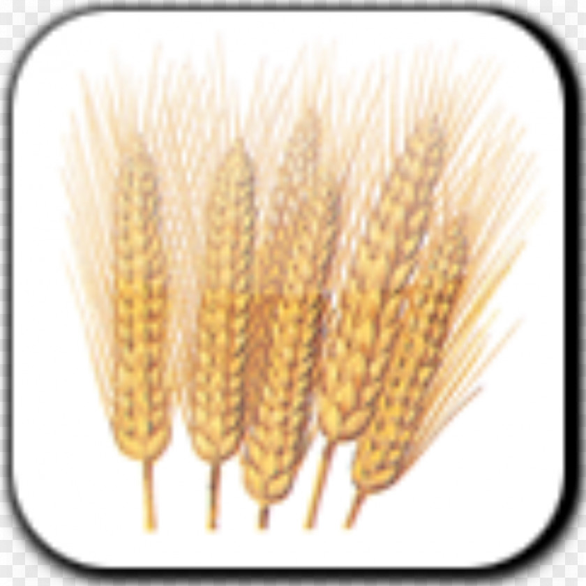 Wheat Common Durum Seed Gluten Star-K PNG