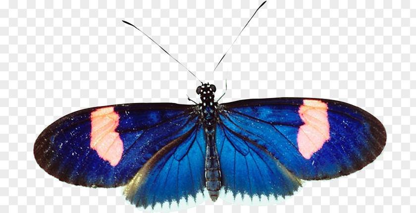 Butterfly Brush-footed Butterflies Gossamer-winged Moth Cobalt Blue PNG
