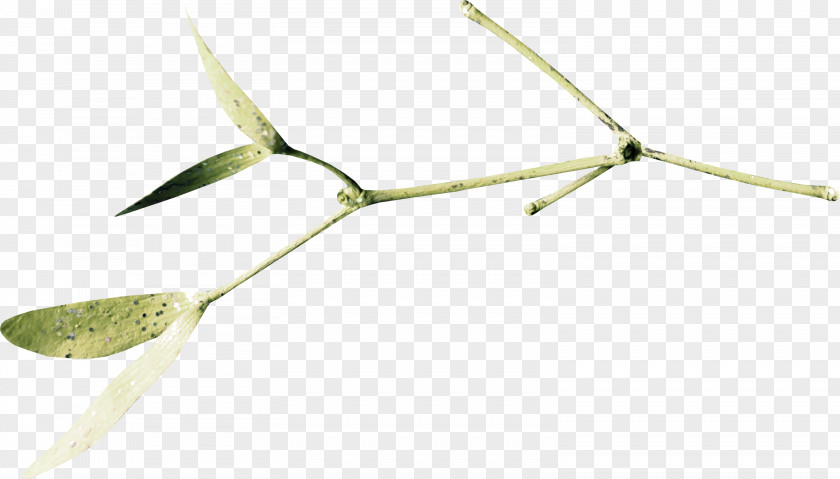 Green Leaves Twig Material Energy PNG