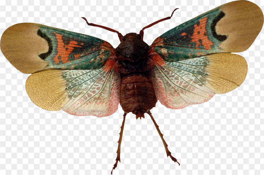 Insect Butterfly Arthropod Moth PNG