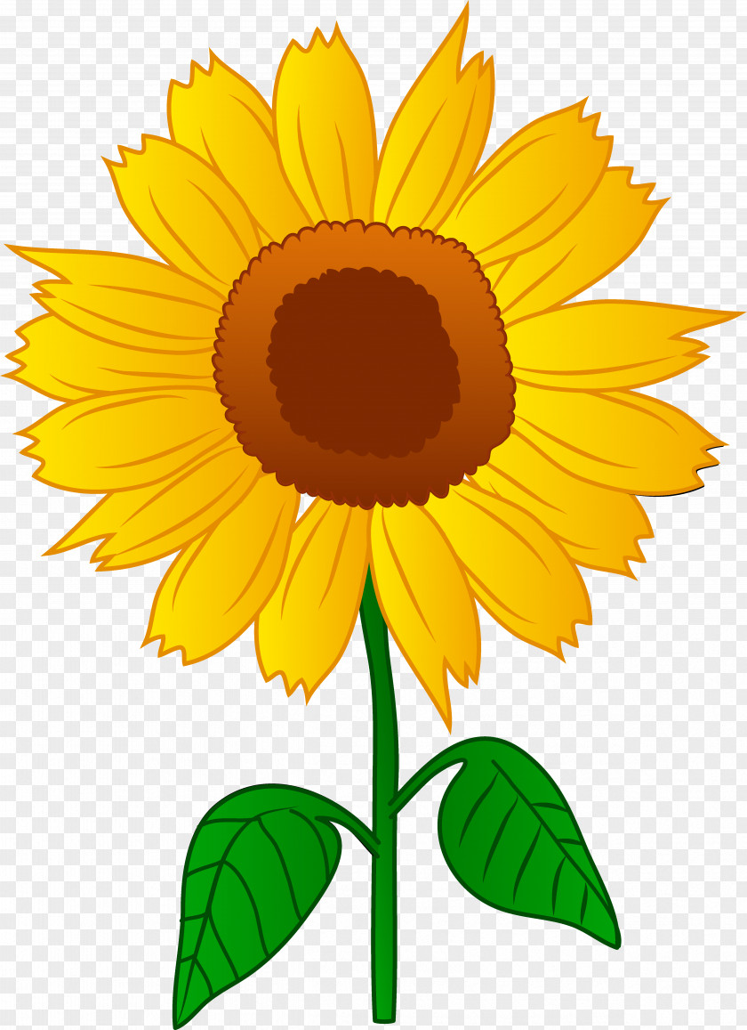 No Plants Cliparts Common Sunflower Drawing Clip Art PNG