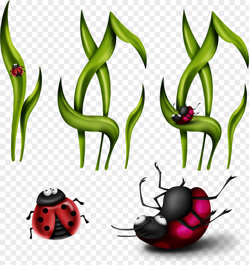 -painted Grass Insect Download Coccinella Septempunctata Clip Art PNG