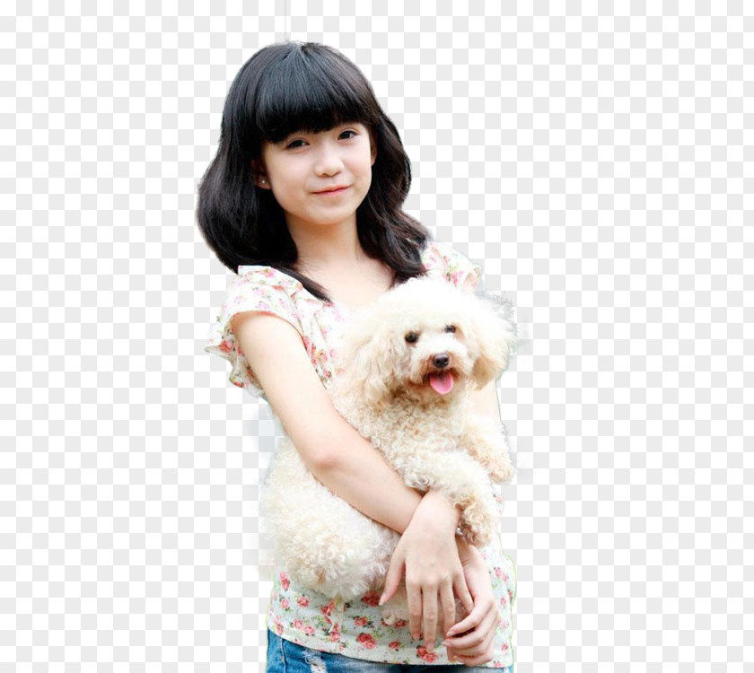 Puppy Dog Breed Poodle Love Companion PNG