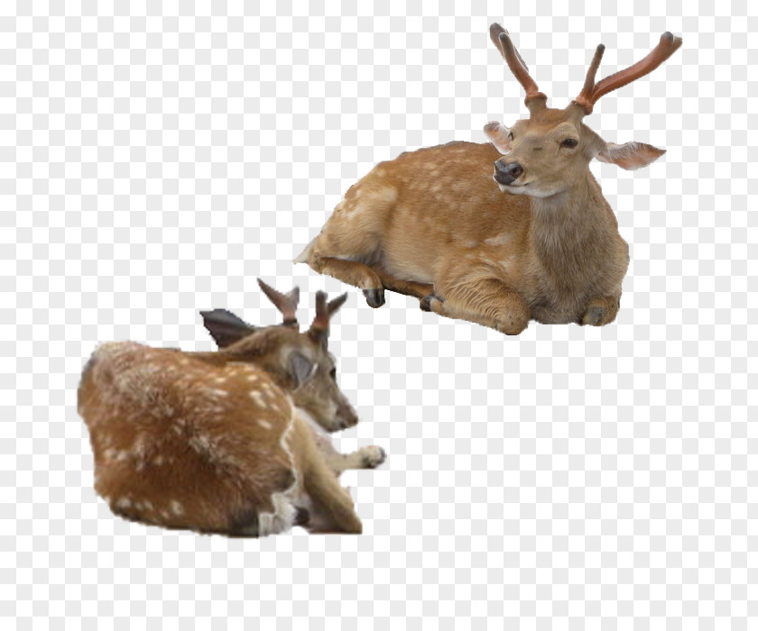 Tummy Deer Sika Antler PNG