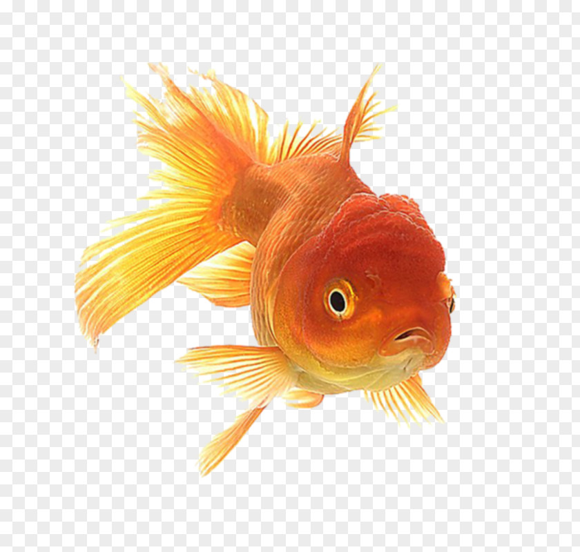 Aquarium Oranda Ryukin Animation Giphy PNG