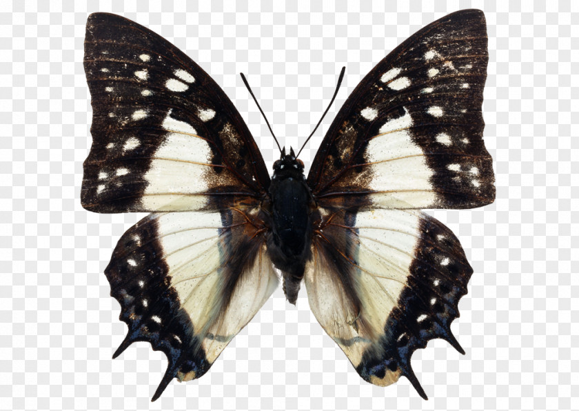 Butterfly Biology Doxocopa Insect Metamorfose Da Borboleta PNG