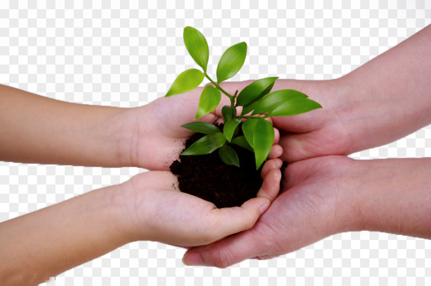Care Of Green Planting Work Together China Management Consulting Business Baidu PNG
