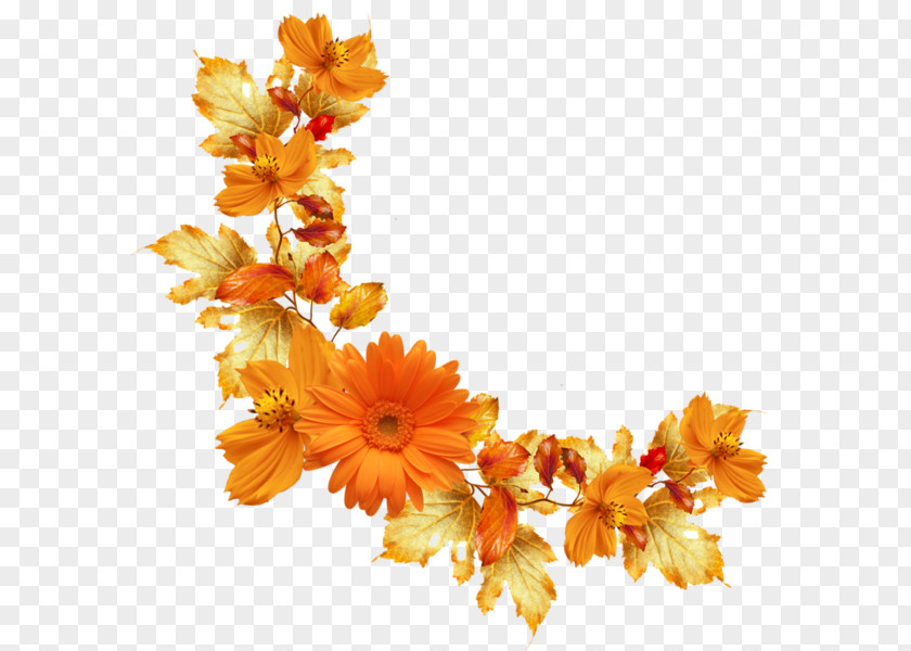 Floral Boarder Flower Orange Paper Clip Art PNG