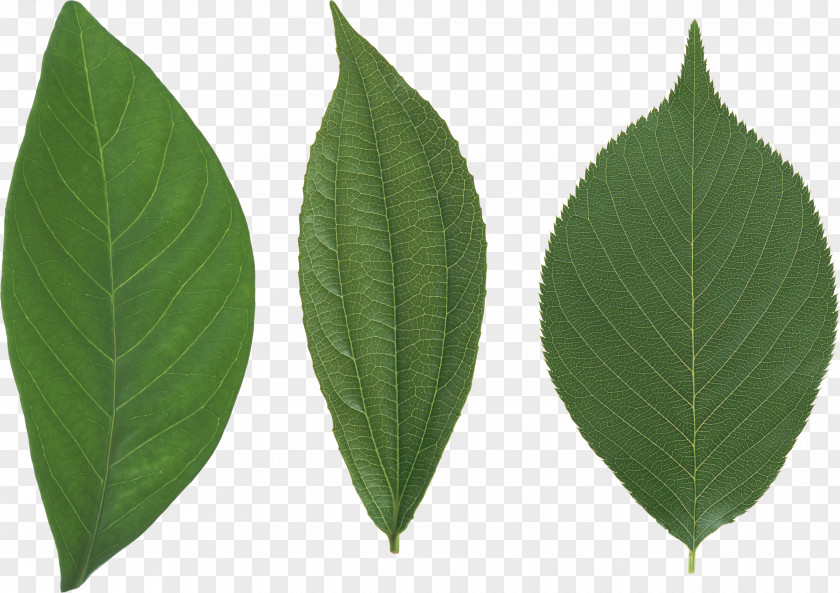 Green Leaf Vegetable Drawing PNG