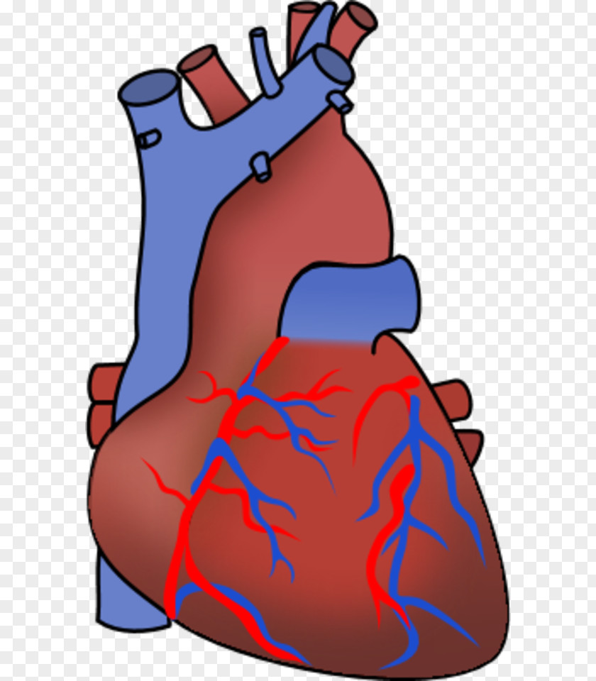 Heart Organ Anatomy PNG , Human clipart PNG