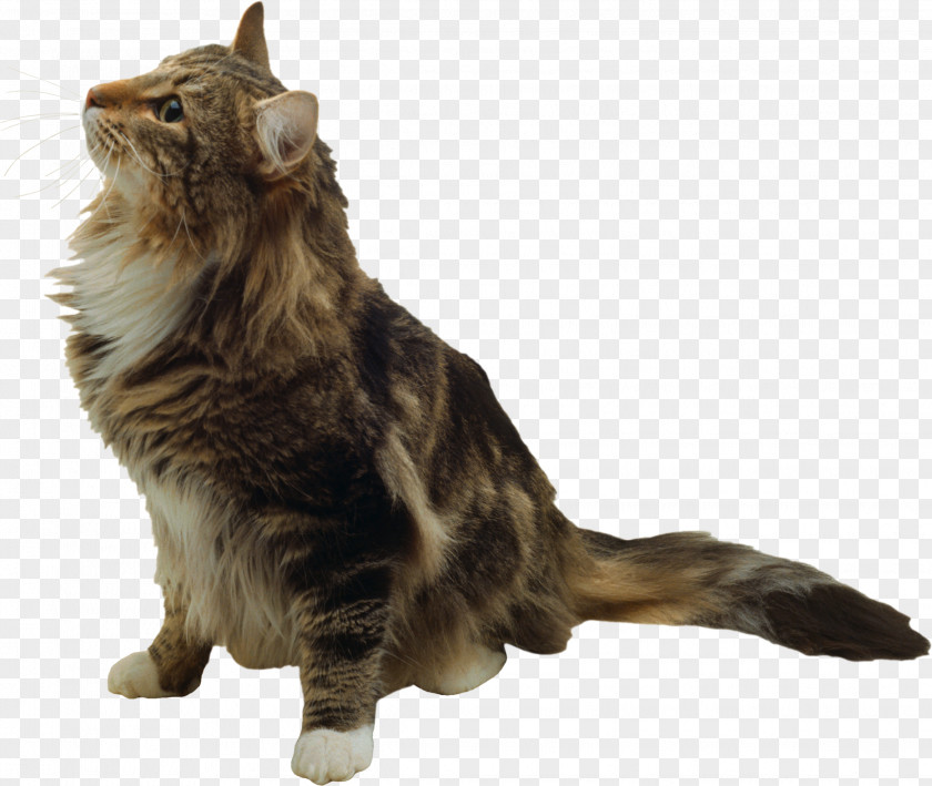 Sylvester Cat Whiskers Maine Coon Felidae Domestic Short-haired Fur PNG