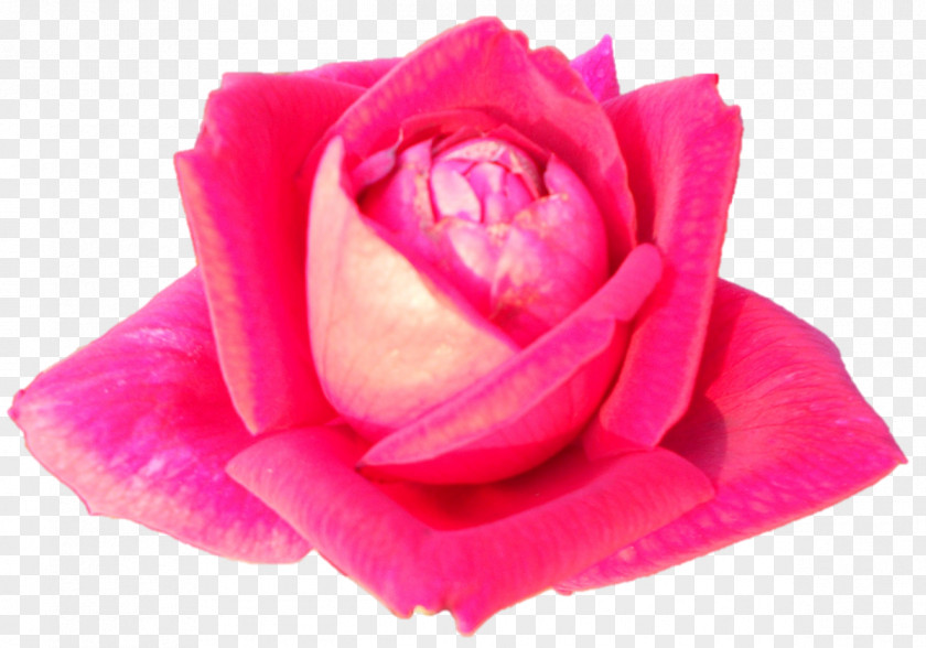 Darshan Garden Roses Cabbage Rose Floribunda Cut Flowers Petal PNG