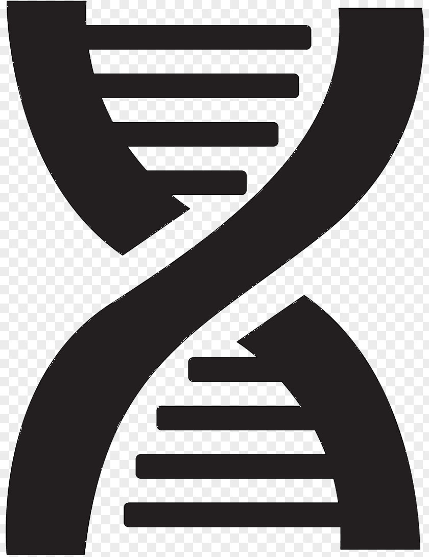 DNA Nucleic Acid Double Helix Vector Graphics Euclidean PNG