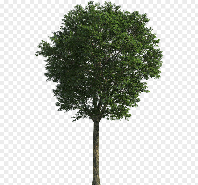 Evergreen Oak Branch PNG
