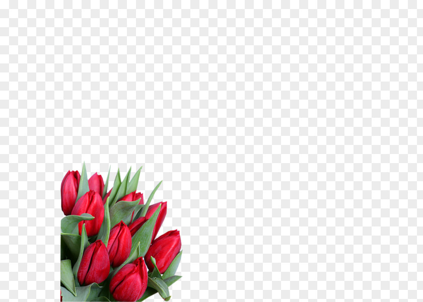 Flower 8 March International Women's Day ZieduVeikals.lv Holiday PNG