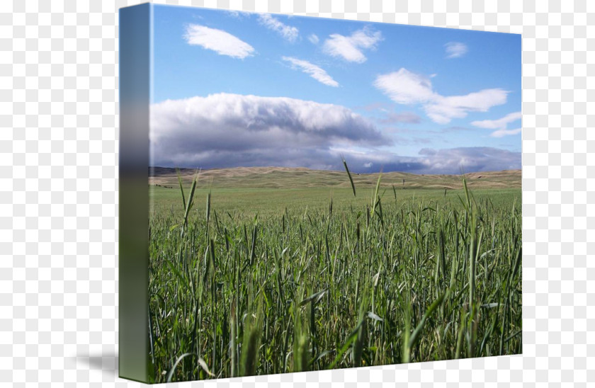 Landscape Field Gallery Wrap Grasses Cereal Grassland Crop PNG