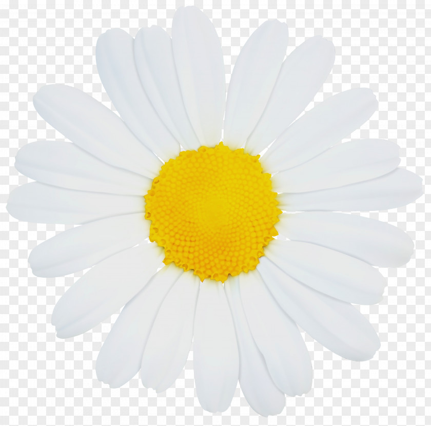 Marguerite Daisy Petal PNG