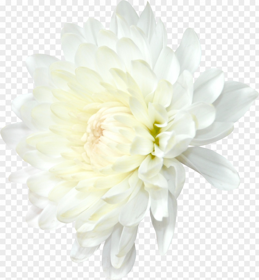 Peony Chrysanthemum Flower Transvaal Daisy Family Clip Art PNG