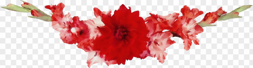 Red Cut Flowers Petal Carnation Pink Family PNG