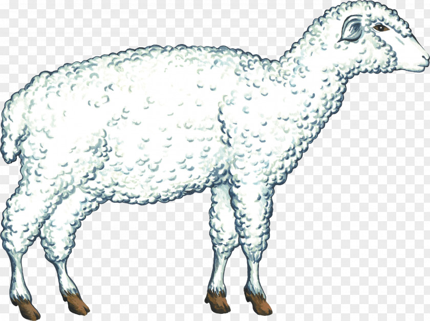 Sheep Cattle Goat Caprinae Pack Animal PNG