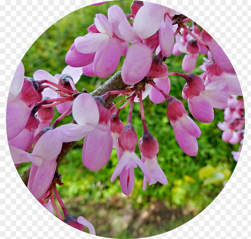 Cercis Siliquastrum Pink M Flowering Plant RTV Wildflower PNG
