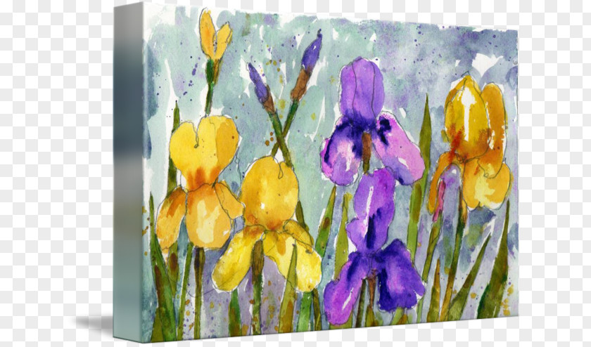 Watercolor Iris Irises Painting Water Lilies Crocus Pseudacorus PNG