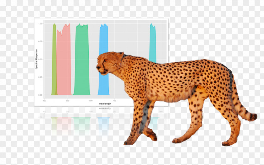 Cheetah Remote Sensing Biodiversity Ecology Conservation PNG