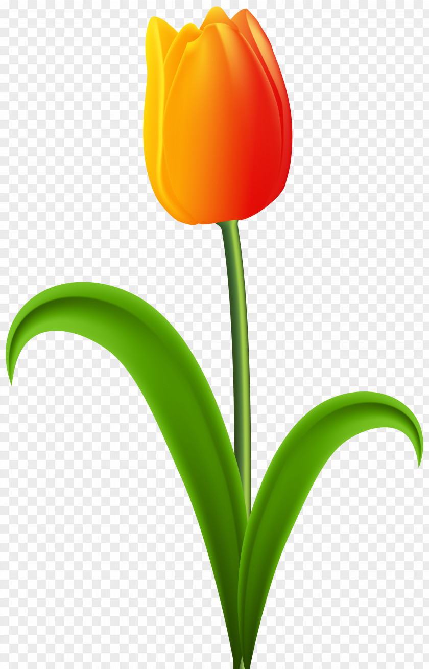 Gorgeous Clipart Tulip Desktop Wallpaper Red Clip Art PNG