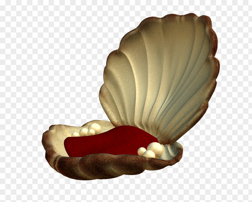 Maritime Seashell Pearl Mollusc Shell Clip Art PNG