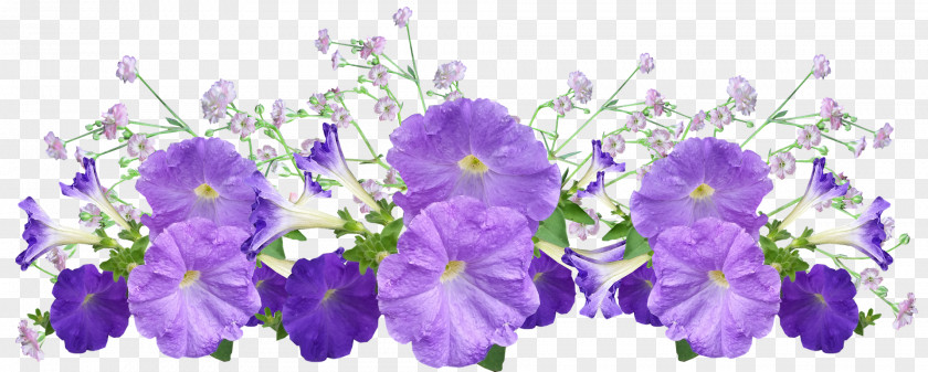 Petunia Image Photography Garden PNG