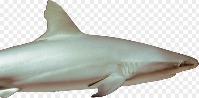 Shark Great White Lamniformes Requiem Tiger Chondrichthyes PNG