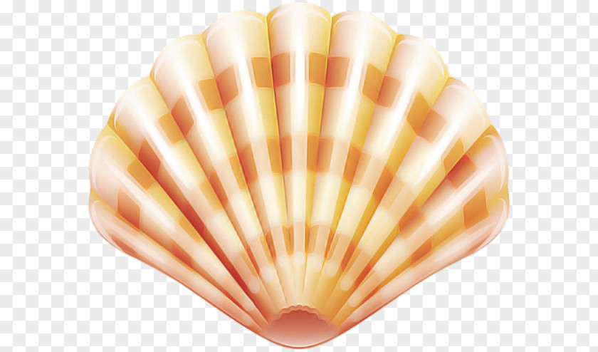 Shell Peach Beige Natural Material PNG