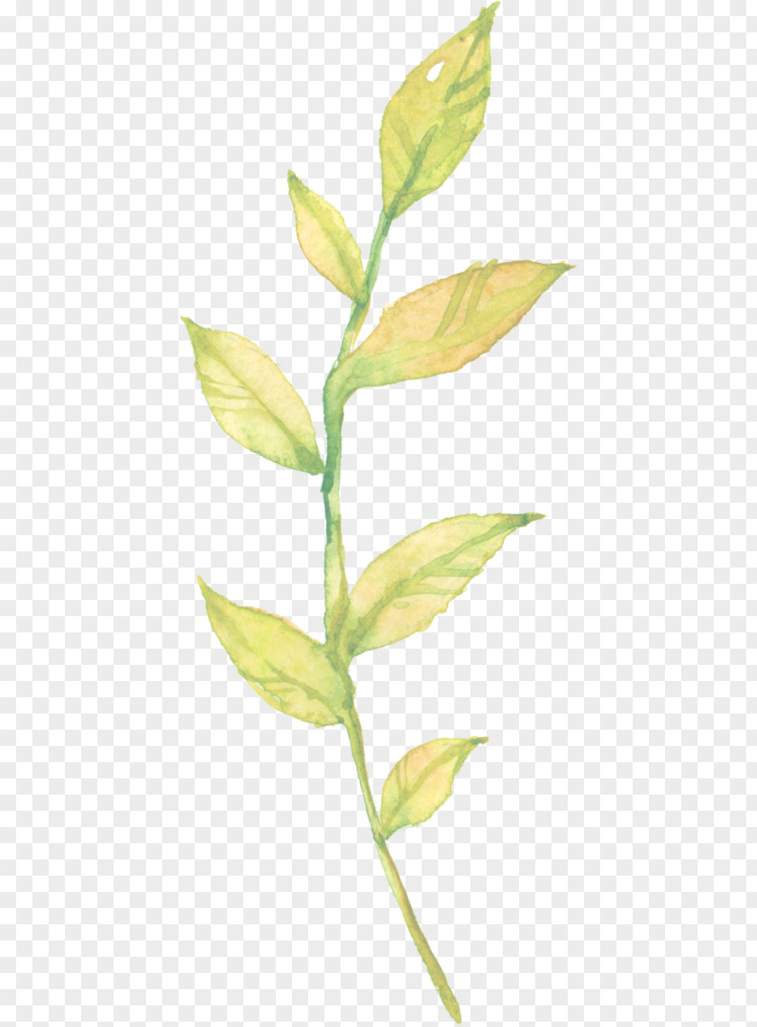 Aloe Vera Watercolour Leaf Plant Stem Grasses PNG