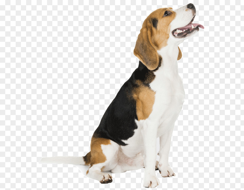 Harrier English Foxhound Beagle American Grand Anglo-Français Tricolore PNG