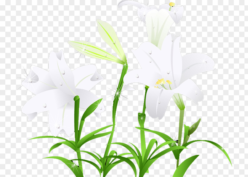 Lily Download Wallpaper PNG