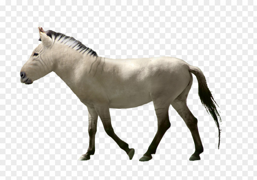 Mustang Mane Pony Stallion Wild Horse PNG