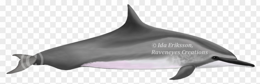 Risso's Dolphin Tucuxi Common Bottlenose White-beaked Porpoise Irrawaddy PNG