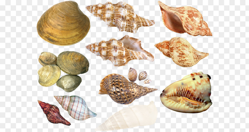 Seashell Cockle Conchology Sea Snail PNG