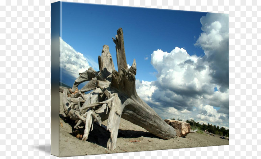 Tree Statue Memorial Stock Photography Driftwood PNG