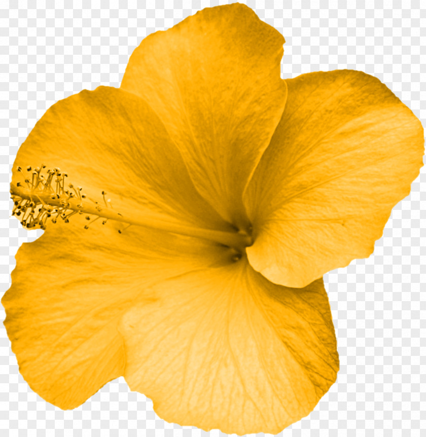 YELLOW Flower Yellow Mallows Petal PNG