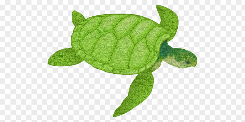 Animal Figure Toy Sea Turtle Background PNG