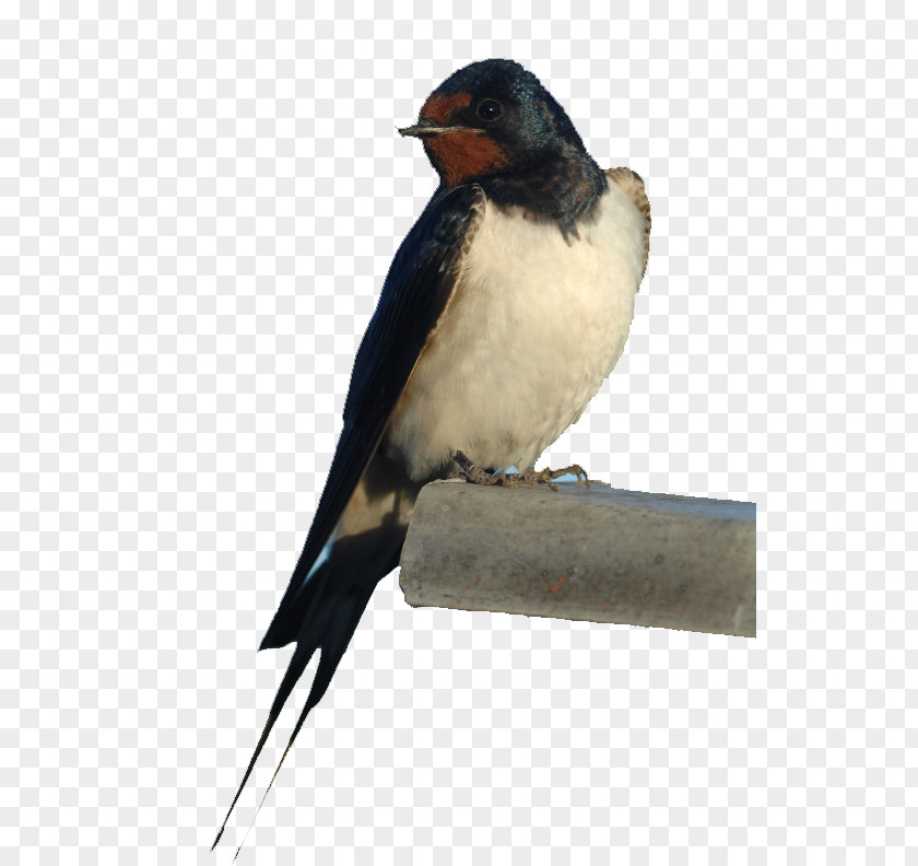 Bird Nest Barn Swallow Owl PNG