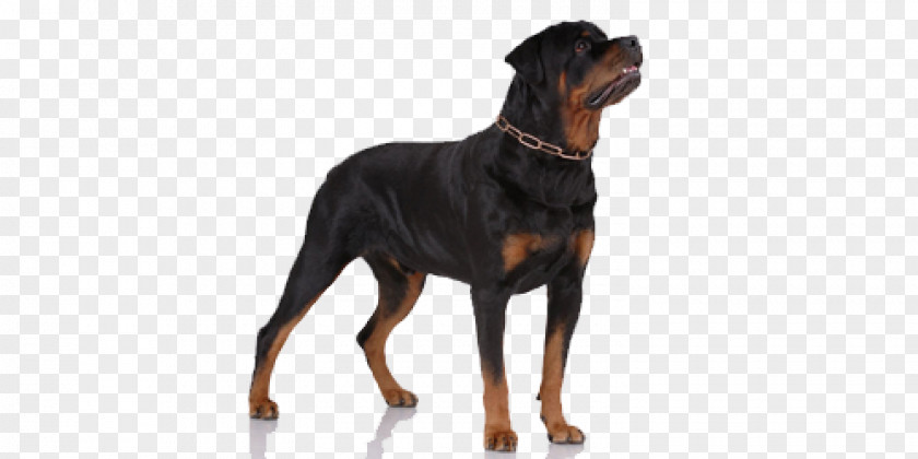 Companion Dog Austrian Black And Tan Hound Rottweiler Working PNG