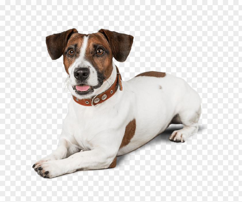 Puppy Jack Russell Terrier Dog Breed Danish–Swedish Farmdog Miniature Fox PNG